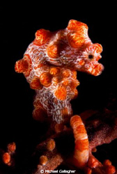 Bargibanti pygmy seahorse by Michael Gallagher 